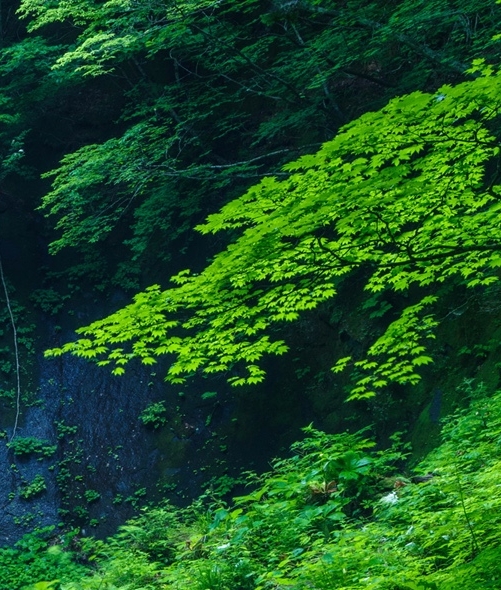 深浅粉象酒