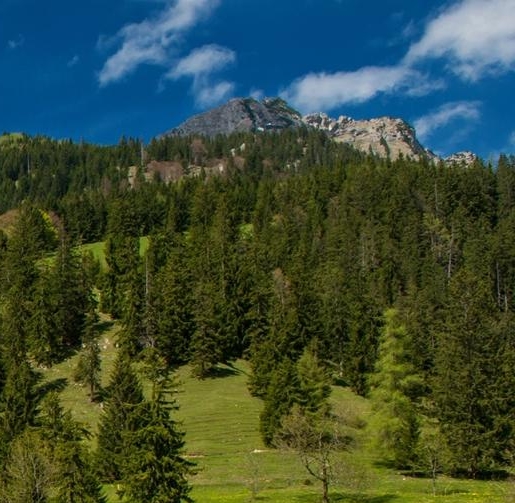 粉象生活和花生日记