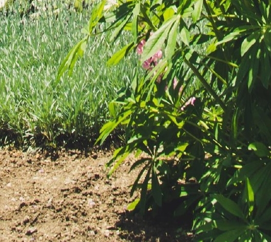 粉象樱桃啤酒好喝吗