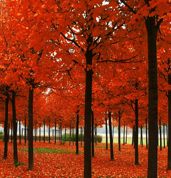 粉象生活是真的假的