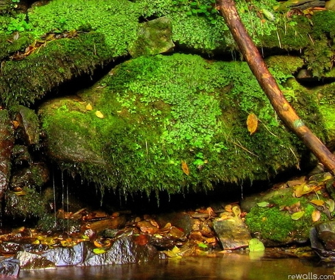 如何加入粉象生活推广