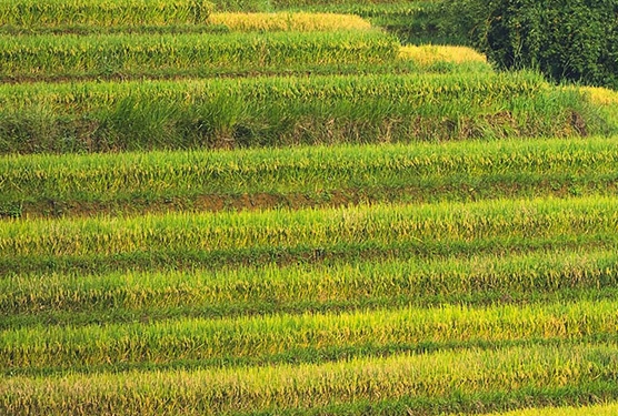 粉象生活是正规平台吗