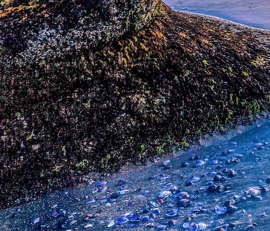 粉象生活在哪里开通vip