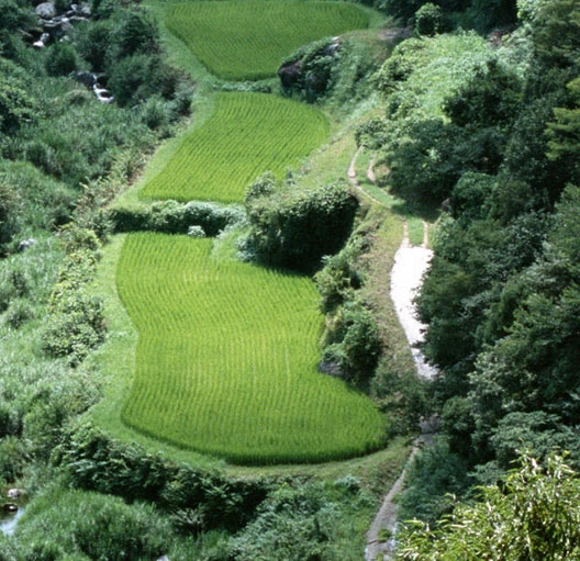 粉象生活能赚钱吗