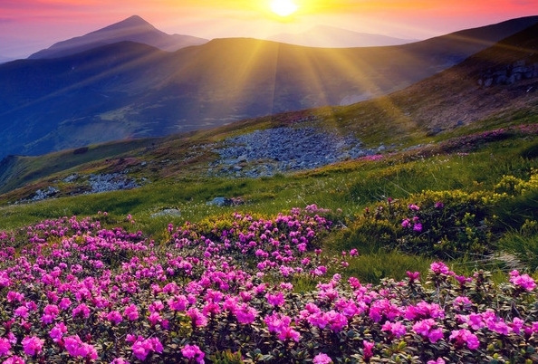 怎样在粉象生活购物