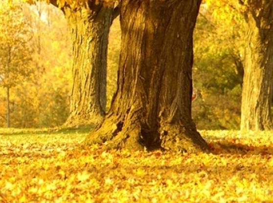 粉象币有什么用