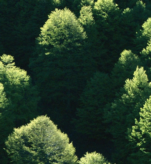 粉象生活 淘宝授权 安全吗