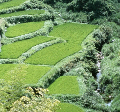 陌陌狮大大现在在哪个平台