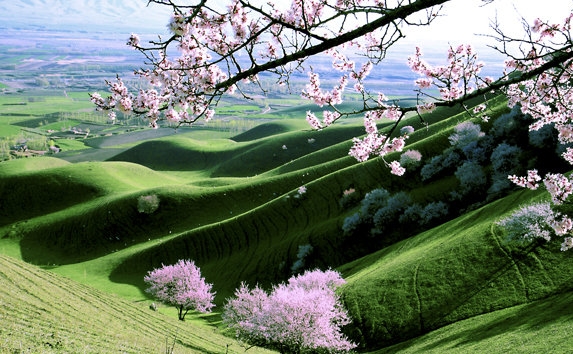 三七粉有提神作用吗