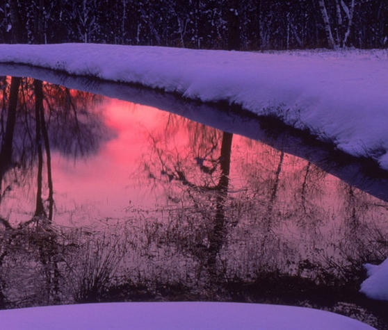神象野山参二等价格