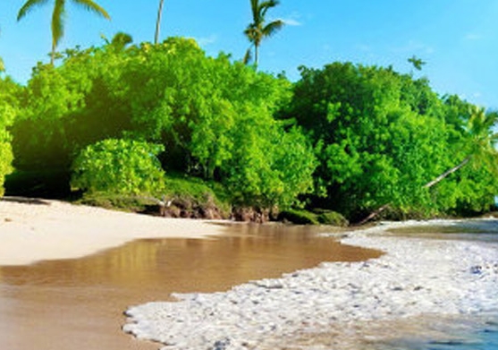 神象三七粉作用