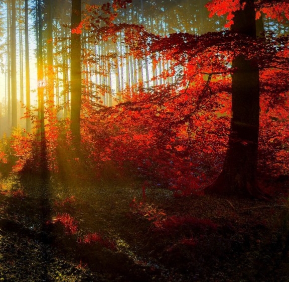 电脑登录微信直接登录