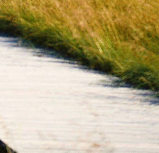 60岁女人可以吃野山参粉吗