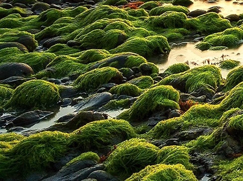 有哪些记录日期的app