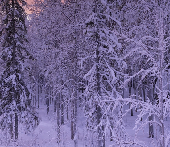 神象牌野山参粉功效