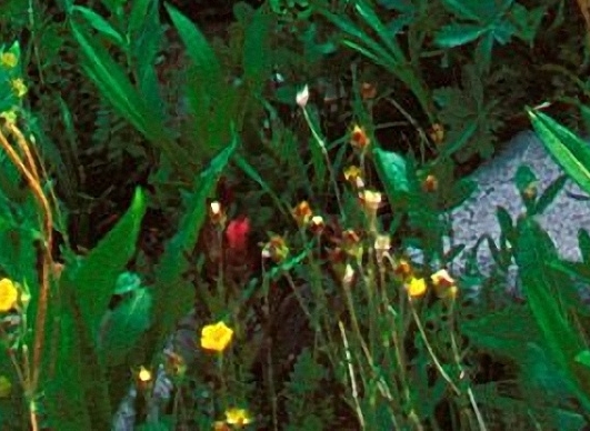 粉象生活和每日一淘对比