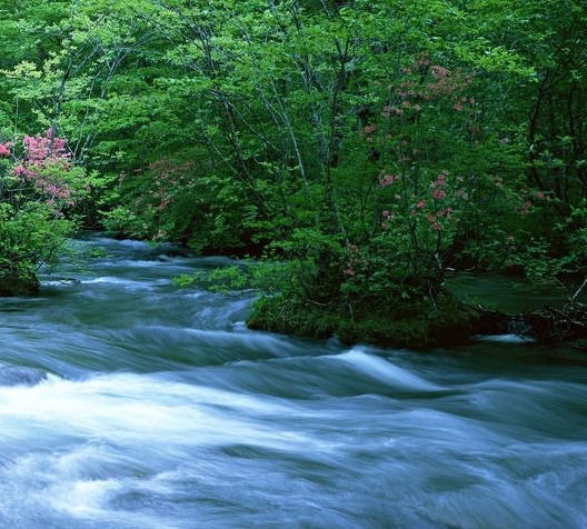 锦鲤免单是真的吗