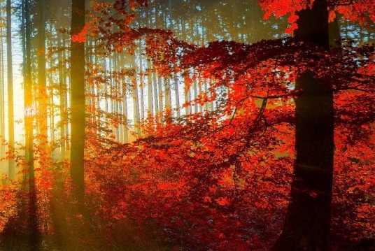 浅粉象啤酒介绍