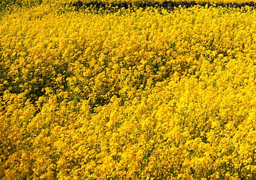 粉象生活有二级粉丝佣金吗