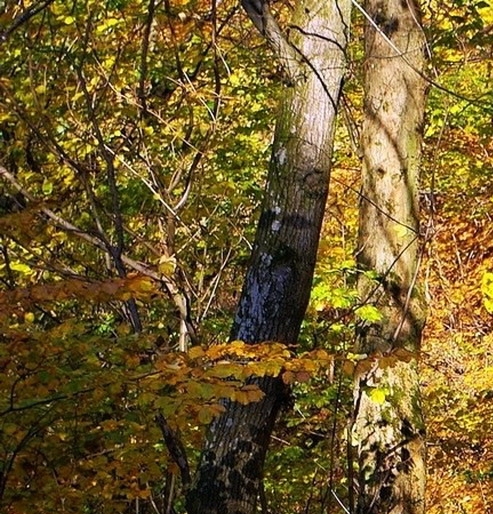 粉象生活有没有官网