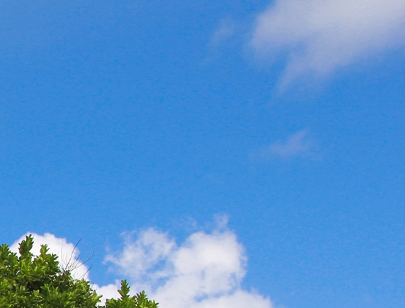 深粉象啤酒喝不下去