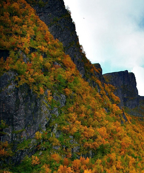 酒吧里粉象多少钱