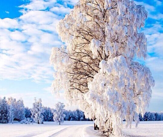 雷氏珍珠粉 神象珍珠粉