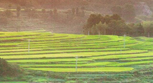 粉象优选佣金指的是什么