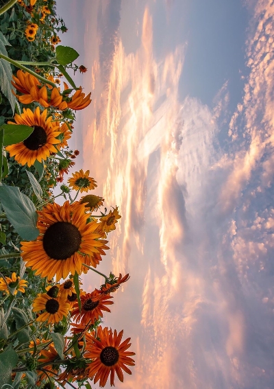 粉象生活砍价成功不要商品