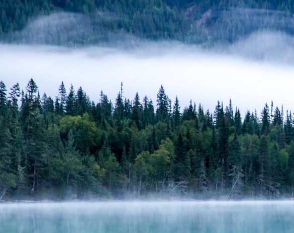 金叶商盟订烟app