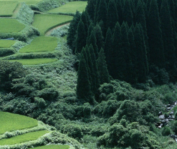 墓地一年交多少钱