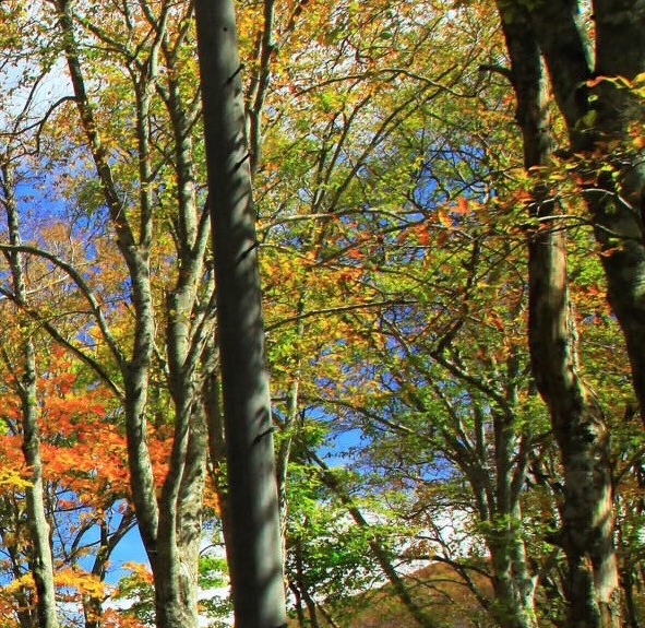 电商粉象生活是什么