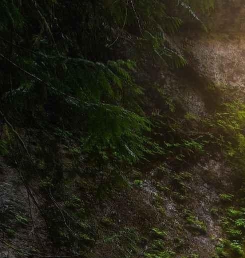 比利时风味白啤酒特点