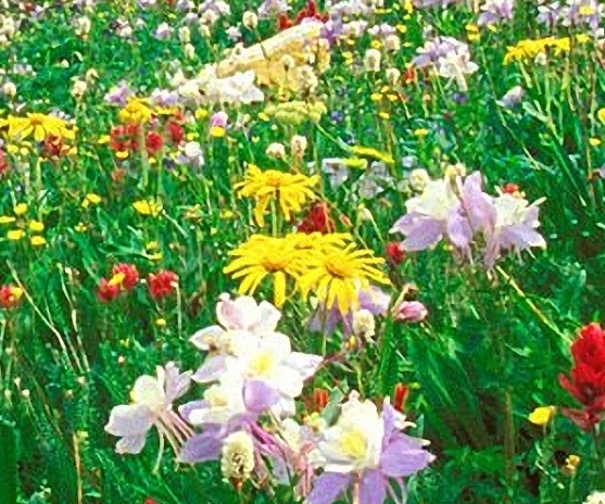 粉象生活骗局大揭秘