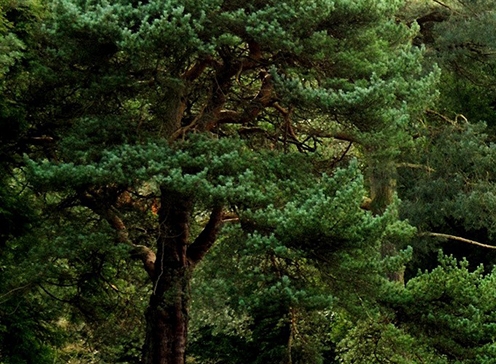 粉象啤酒 百度百科