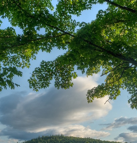 浅粉象啤酒简介