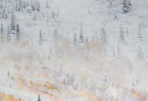 浅粉象和深粉象区别