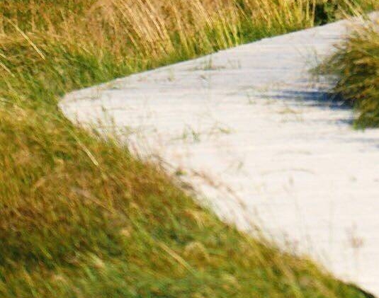 梦女为什么恶心