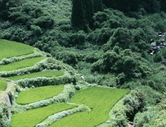 浅粉象啤酒百科