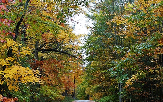抖音本地生活服务商怎么申请
