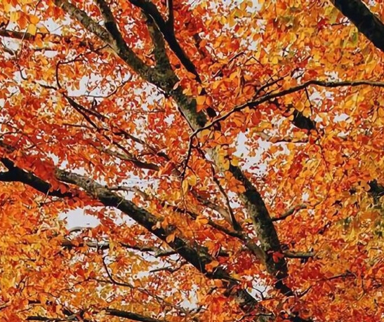 粉象生活app靠谱吗