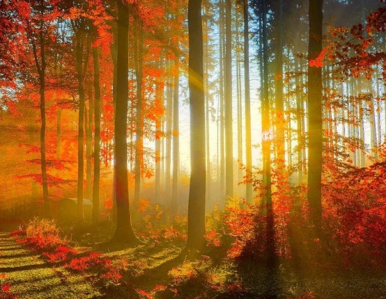 粉象生活骗局大揭秘