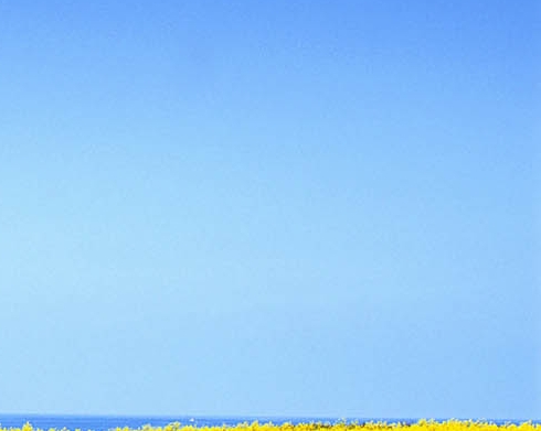 浅粉象啤酒330ml