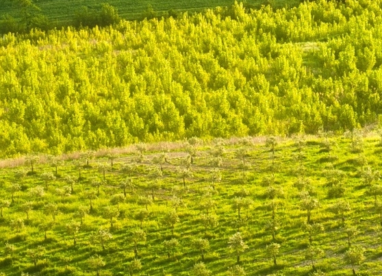 浅粉象和罗斯福六号