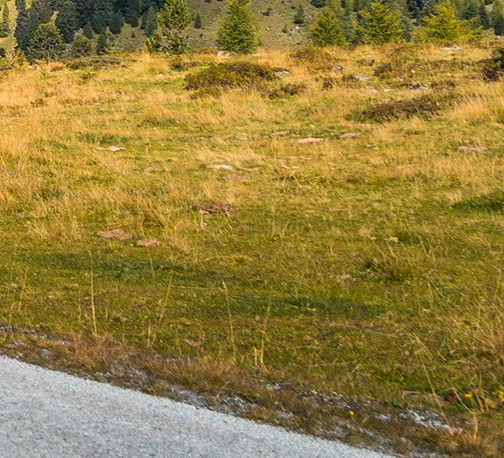 深粉象啤酒是几料