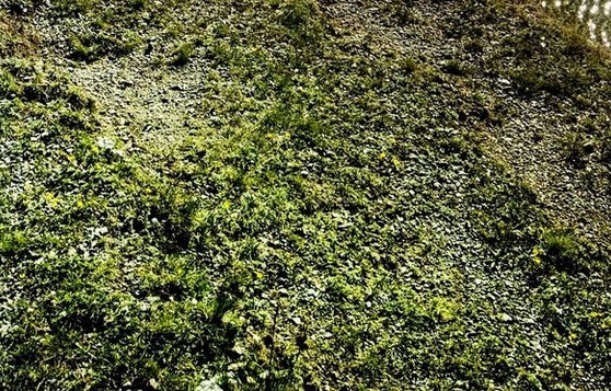 粉象生活赚不到钱