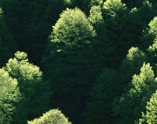 深粉象啤酒为什么劲大