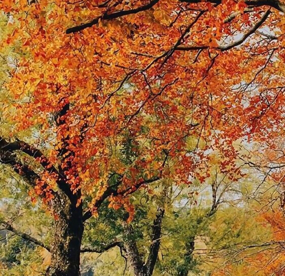 粉象生活怎么填别人的邀请码