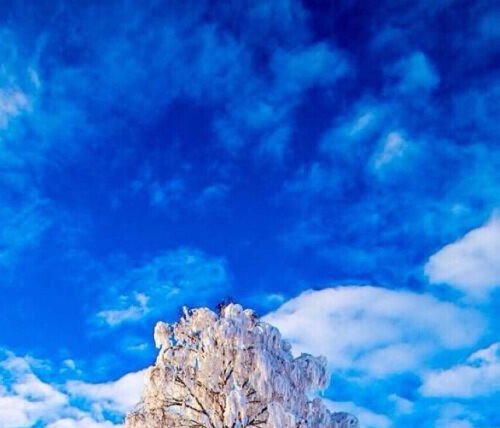 比利时粉象图标