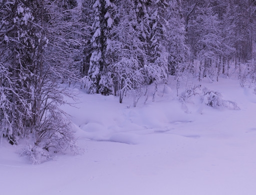 粉象生活邀请码在哪里填写